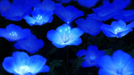 Блуе Фловер