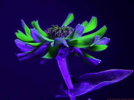 Крейг Берроуз