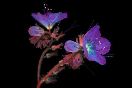 Цветы в ультрафиолете Крейг Берроуз