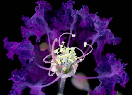 Цветы в ультрафиолете Крейг Берроуз