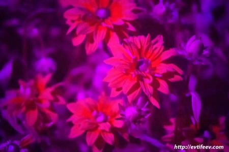 Цветы в ультрафиолете