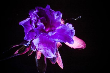 Цветы в ультрафиолете