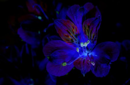 Ультрафиолет цвет