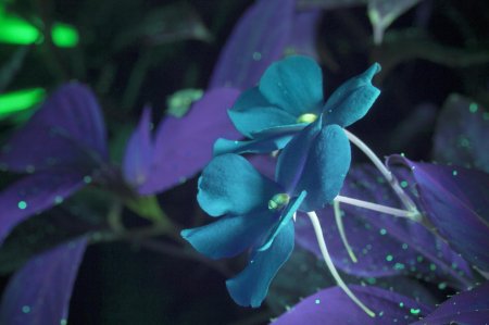 Цветы под ультрафиолетом