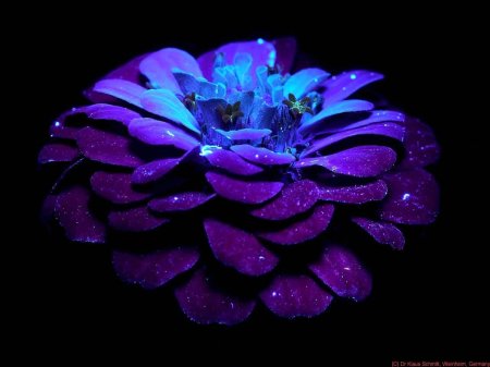 Инопланетные цветы