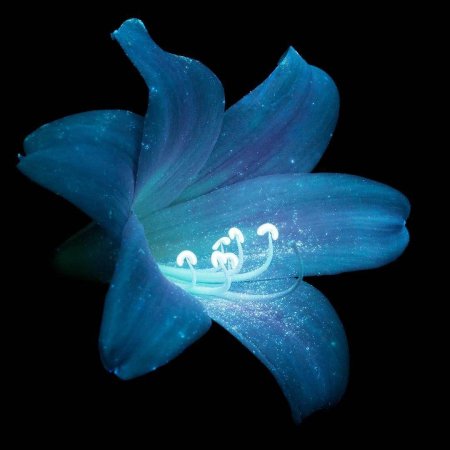 Цветы в ультрафиолете Крейг Берроуз