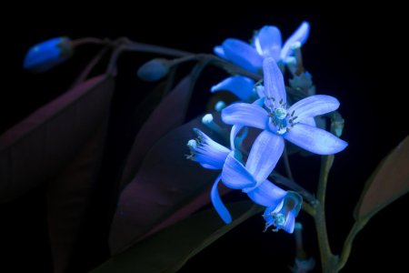 Крейг Берроуз