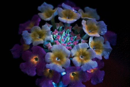 Цветы в ультрафиолете Крейг Берроуз