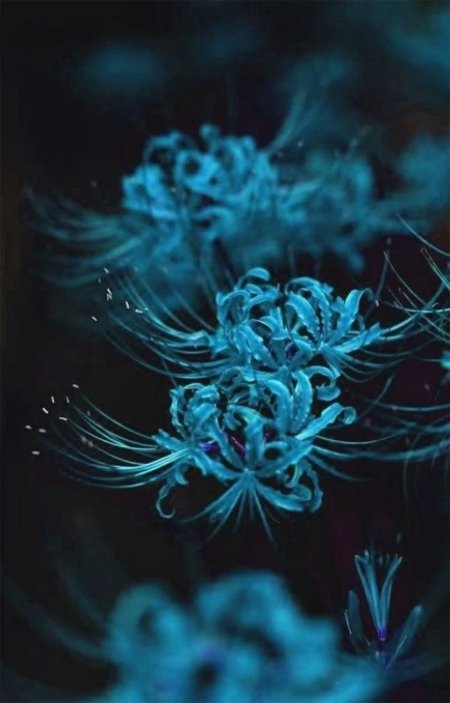 Blue Spider Lily