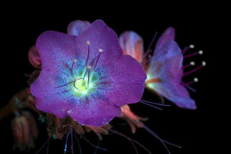 Цветы в ультрафиолете Крейг Берроуз