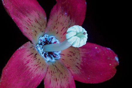 Цветы в ультрафиолете Крейг Берроуз