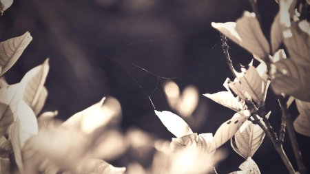 Бежевые цветы