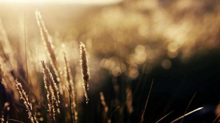 Природа в бежевых тонах