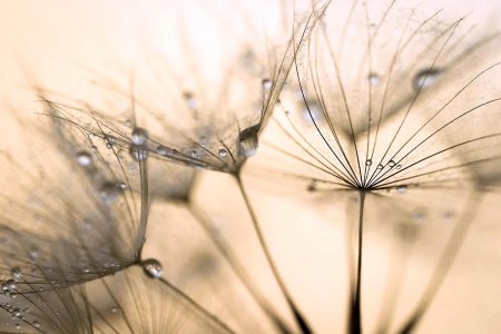 Фотообои одуванчик