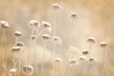 Цветы сепия