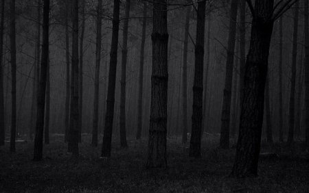 Темный лес Геншин