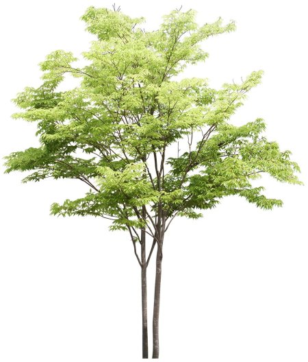 Дерево на прозрачном фоне