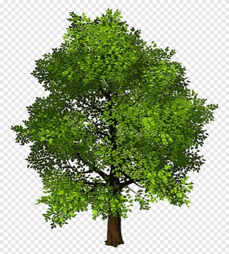 Дерево на прозрачном фоне
