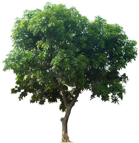 Дерево на прозрачном фоне