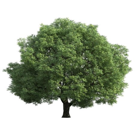 Дуб черешчатый