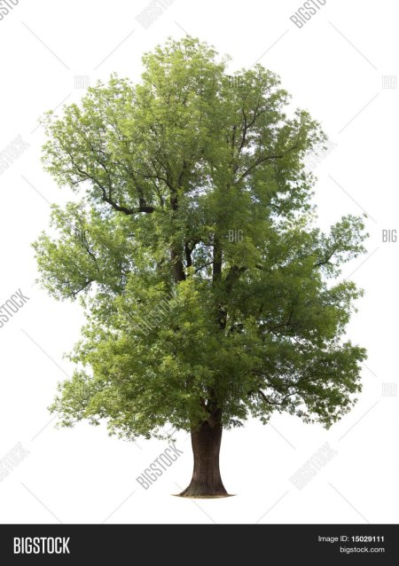 Дерево фото