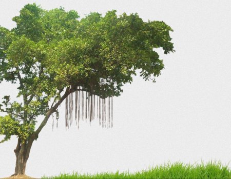 Дерево на прозрачном фоне