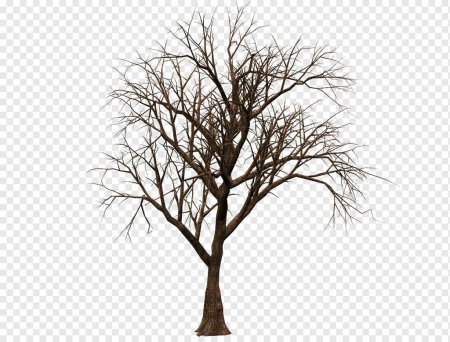 Дерево без листвы