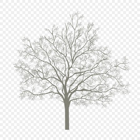 Силуэт дерева