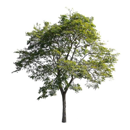 Дерево на белом фоне