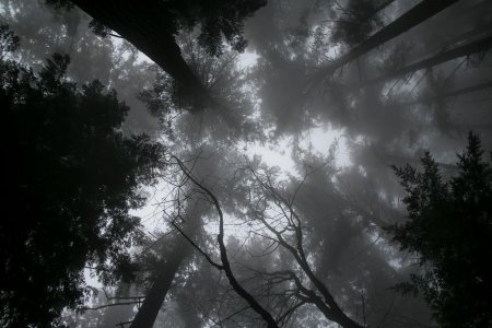 Мрачный лес