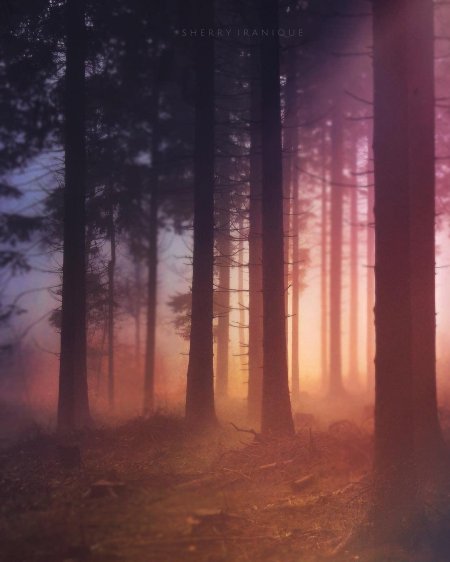 Туманный лес