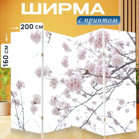 Ветка белой Сакуры