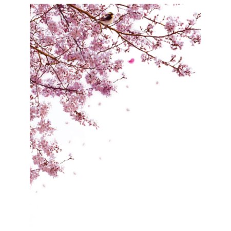 Ветка Сакуры