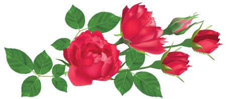 Клипарт розы на прозрачном фоне