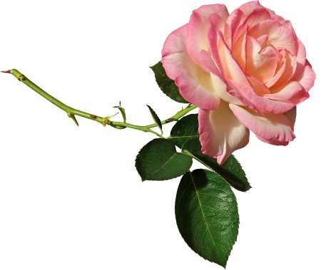 Роза антик плетистая