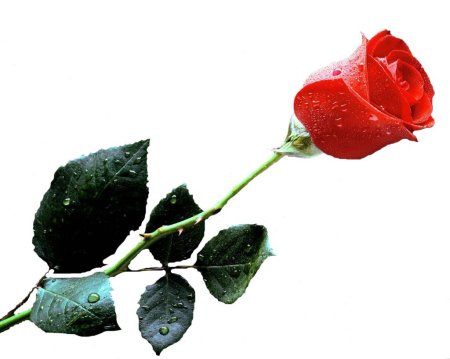 Красивые розы на прозрачном фоне