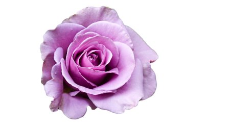 Роза Lilac Rose