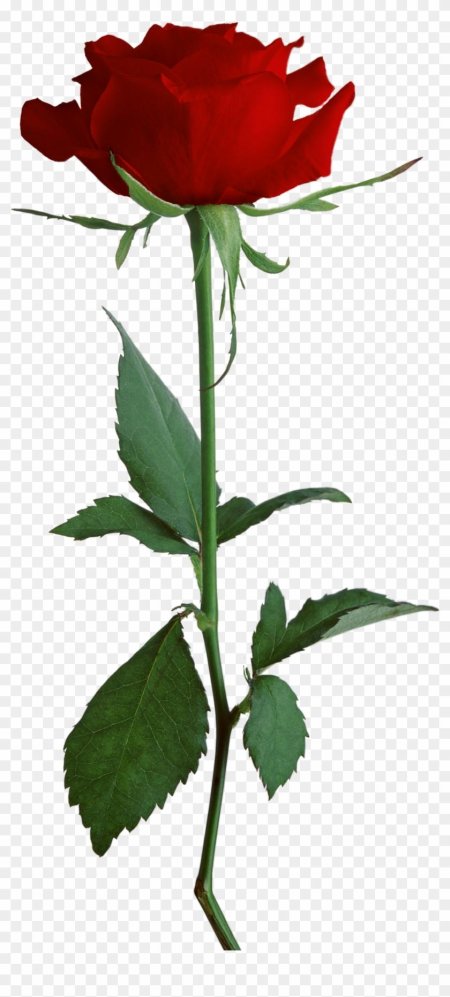 Стебель цветка