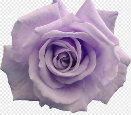 Роза Тиффани зеленая