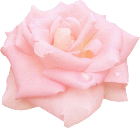 Розы на прозрачном фоне