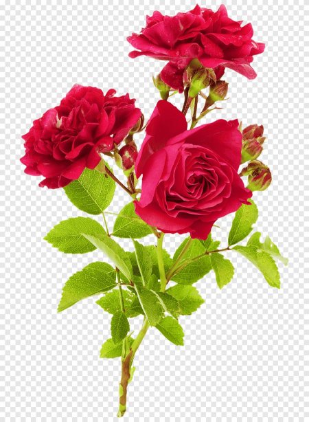 Цветы розы на прозрачном фоне