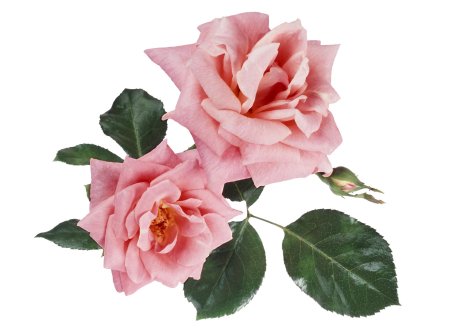 Цветочки на прозрачном фоне