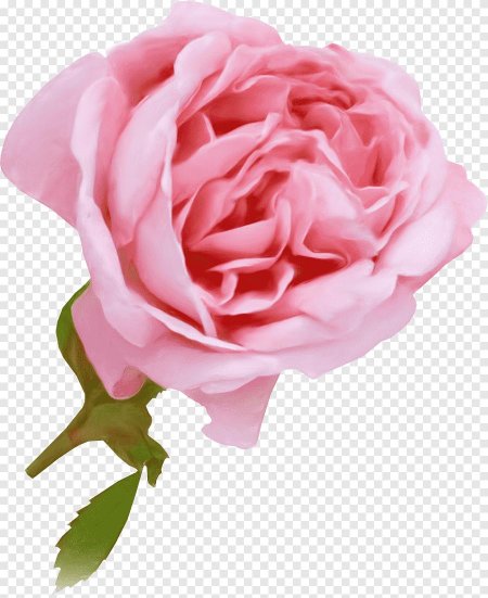 Розовые розы