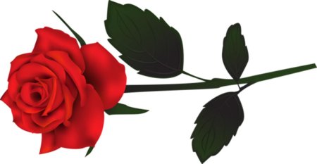 Розы на прозрачном фоне