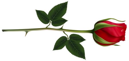 Розы на прозрачном фоне