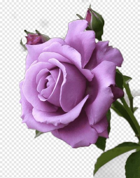 Роза Лавендер Фловер
