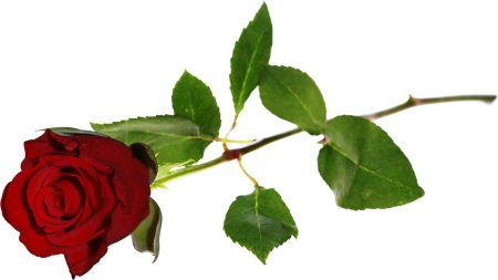 Розы на прозрачном фоне