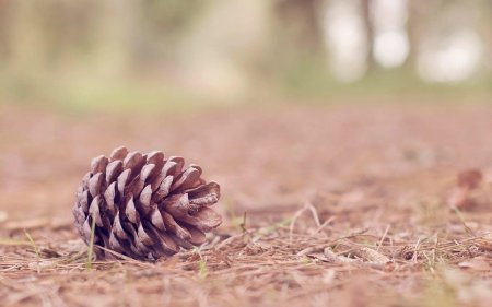 Шишки сосновые