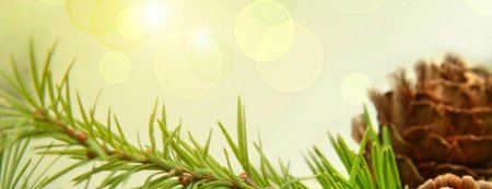 Кедровая ветка