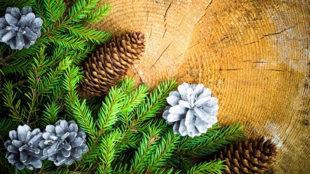 Веточки хвойники шишки